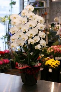 胡蝶蘭「池川”ｆｌｏｗｅｒ”生花店」（北海道砂川市の花屋）のギャラリー写真